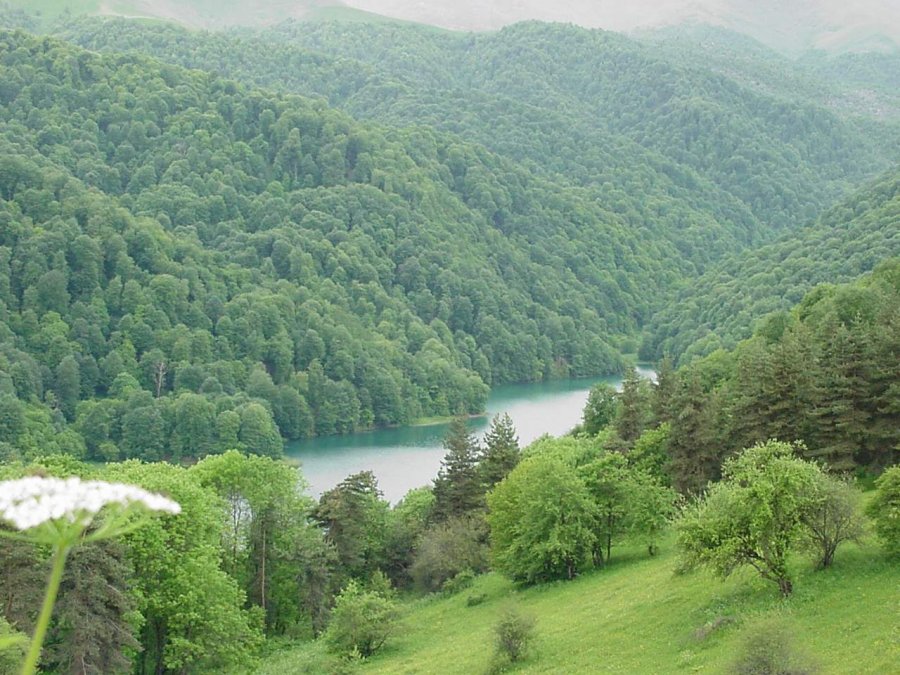 Растительность Азербайджана